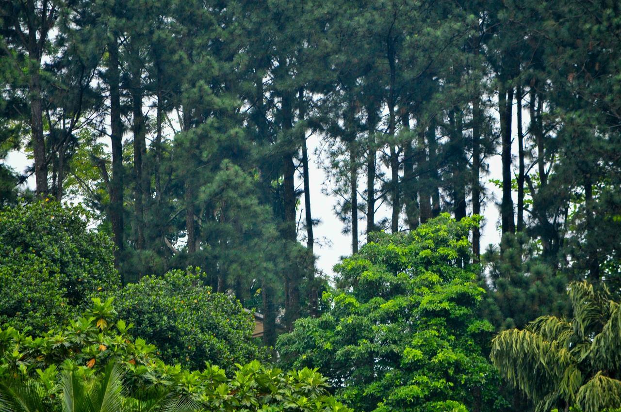 Hotel Vendol Maliga Edge à Kandy Extérieur photo